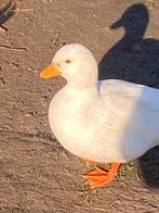 Broedeieren Hollandse kwakers, Plusieurs animaux, Canard