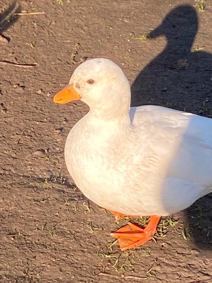 Broedeieren Hollandse kwakers, Animaux & Accessoires, Volatiles, Canard, Plusieurs animaux