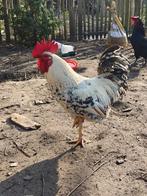 Jonge haan, Dieren en Toebehoren, Pluimvee, Mannelijk, Kip