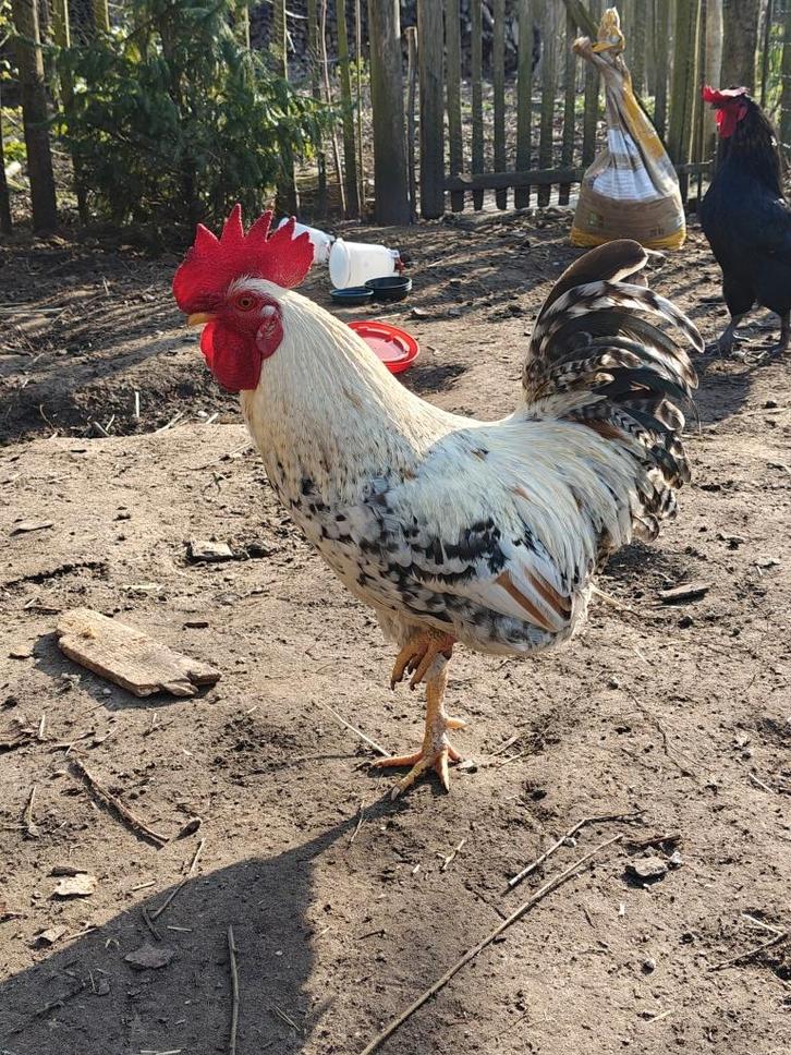 Jonge haan, Dieren en Toebehoren, Pluimvee, Kip, Mannelijk