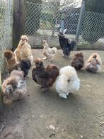 USA zijdehoen broedeieren - verschillende kleuren, Dieren en Toebehoren, Pluimvee