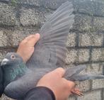 Postduif Kleinzoon "MAX"/"NATHALIE", Dieren en Toebehoren, Vogels | Duiven, Mannelijk, Postduif