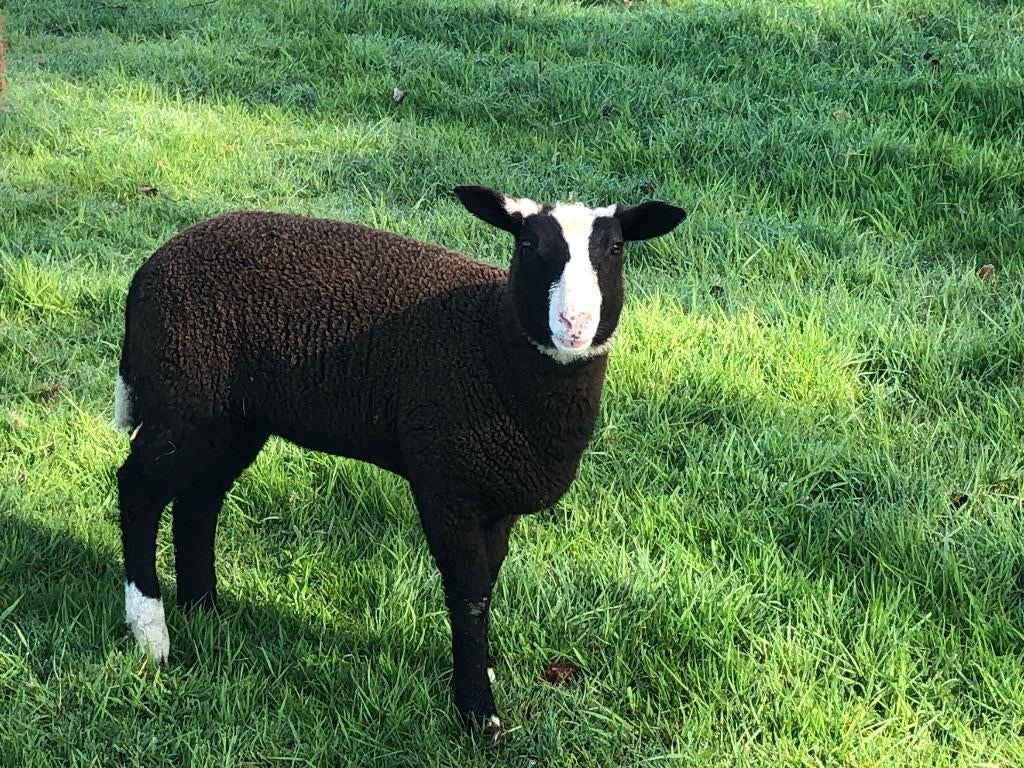 zwartbles schapen, Dieren en Toebehoren, Schapen, Geiten en Varkens, Vrouwelijk, Schaap, 0 tot 2 jaar