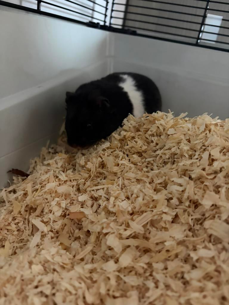 Hamster, Novembre, Sexe inconnu, Hamster