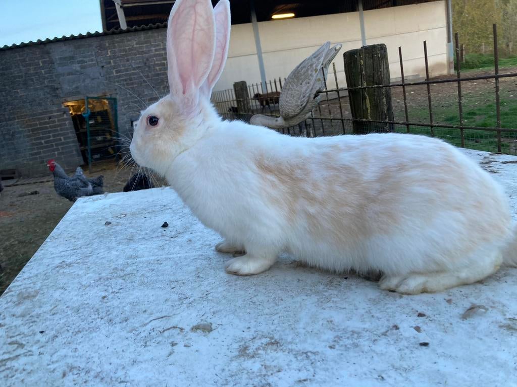 Vlaamse reuzen, Dieren en Toebehoren, Konijnen, Mannelijk