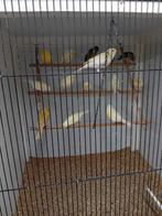 Mooien groote gezonde kanaries kweekrijp, Dieren en Toebehoren