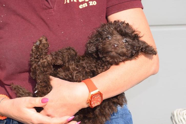 Chiots caniches de différentes couleurs, Animaux & Accessoires, Chiens | Chihuahuas & Chiens de compagnie, Plusieurs animaux, Caniche