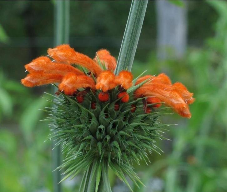Afrikaanse Leeuwenoor, Tuin en Terras, Bloembollen en Zaden, Ophalen of Verzenden