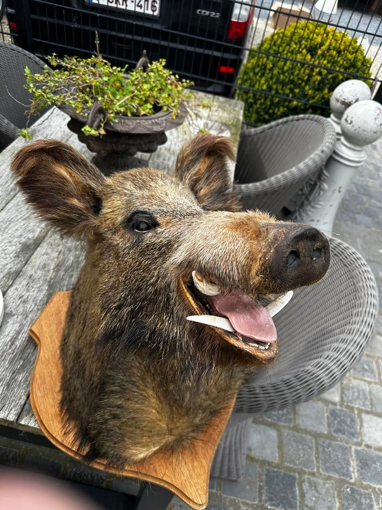 Taxidermie grote everzwijn kop, Enlèvement