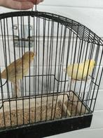 Koppel fife fancy 2025, Dieren en Toebehoren, Vogels | Kanaries