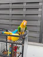 Caique a tete orange, Mâle, Perroquet, Domestique