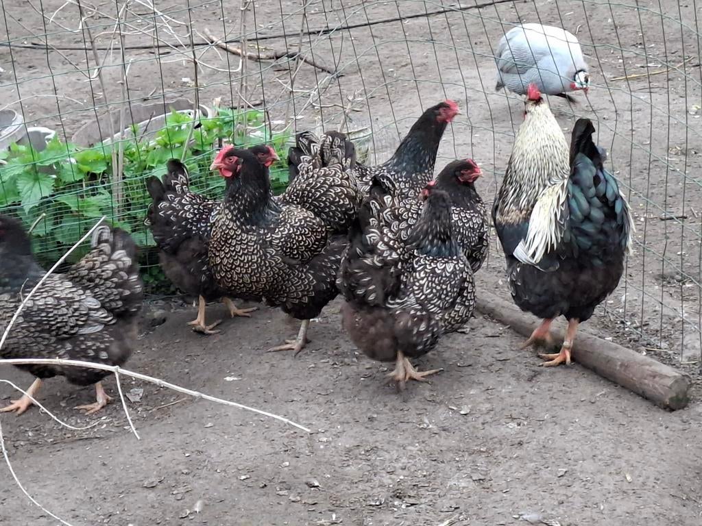 Broedeieren Barnevelder zilver dubbel gezoomd, Dieren en Toebehoren