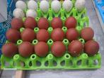 Broedeieren Marans zwartkoperhals, Dieren en Toebehoren, Pluimvee