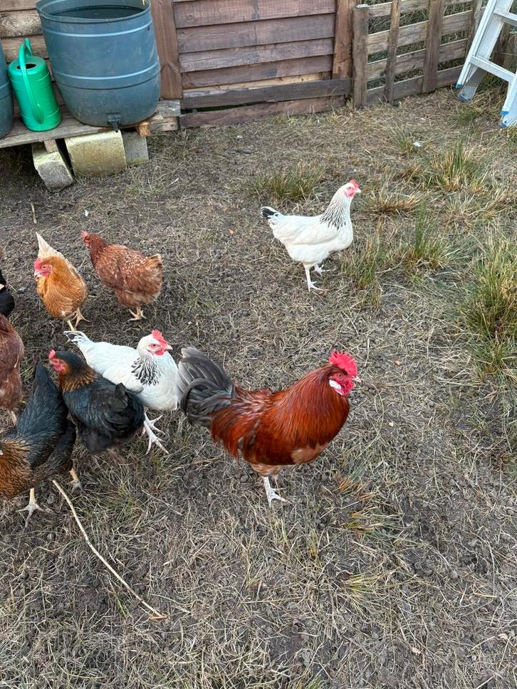 Broedeieren – ISA Brown / Sussex / Harco mix ( kruising), Dieren en Toebehoren, Pluimvee