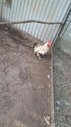 Cochin kriel haantjes, Dieren en Toebehoren, Pluimvee, Mannelijk, Kip