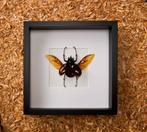 open kever in kader, Verzamelen, Dierenverzamelingen, Ophalen of Verzenden, Nieuw, Insect, Opgezet dier