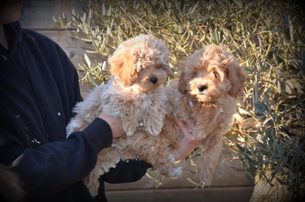Chiots Maltipoo, 15 semaines à 1 an, Chien (mâle), Autres races, Belgique