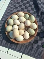 Verse eende eieren, Dieren en Toebehoren, Ophalen