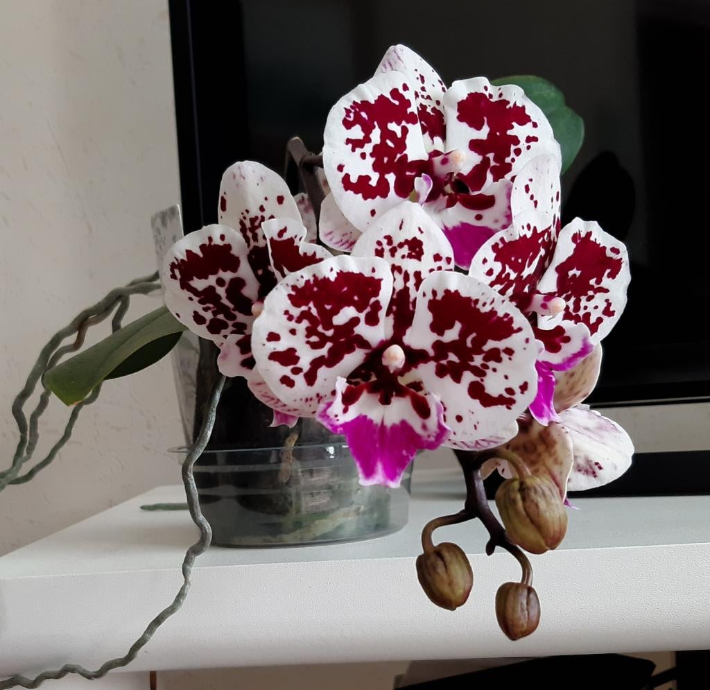 Orchidee Phalaenopsis Biglips, Ophalen