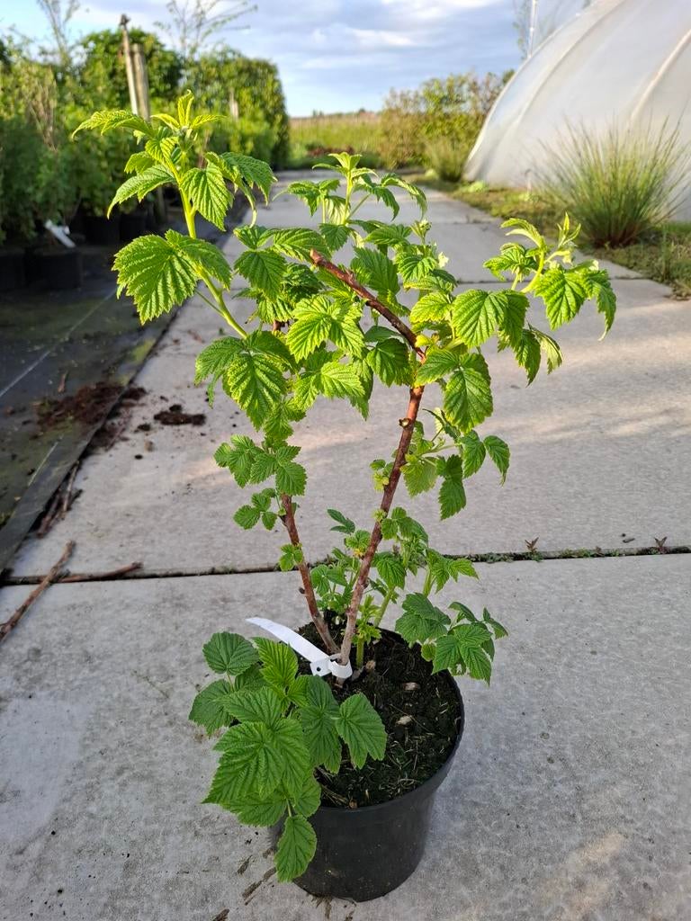 Framboos, Jardin & Terrasse, Plantes | Arbustes & Haies, Enlèvement