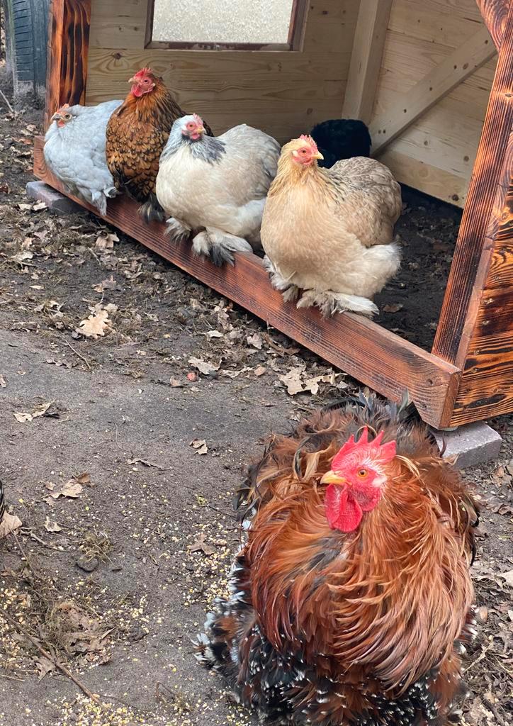 Broedeieren cochin kriel, Animaux & Accessoires, Volatiles