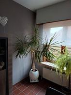 Mooie grote plant, Ophalen