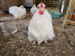Gratis cochinkriel haantjes, Dieren en Toebehoren