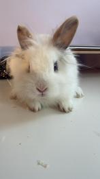Gratis wit dwergkonijn, Dieren en Toebehoren, Konijnen