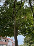 Gratis 2 bomen voor brandhout, Tuin en Terras, Brandhout, Minder dan 3 m³, Ophalen, Overige houtsoorten, Stammen