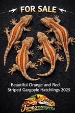 Rhacodactylus Auriculatus Gargoyle gekko gecko, Dieren en Toebehoren, Reptielen en Amfibieën