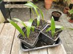 Trachycarpus fortunei - Chinese waaierpalm - zaailingen, Tuin en Terras, Ophalen of Verzenden, Winter, Palmboom