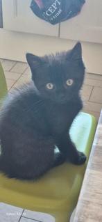 Britse korthaar Choco Black katertje met stamboom, Dieren en Toebehoren, Katten en Kittens | Raskatten | Korthaar, Kater, Gechipt