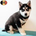 Husky — Husky – Mâles vifs et loyaux à vendre, Commerçant, Chien (mâle), Belgique, 8 à 15 semaines