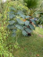 Albizia julibrissin - Persische slaapboom (300cm), Tuin en Terras, Overige soorten, 250 tot 400 cm, Zomer, Ophalen