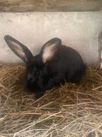 Vlaamse reuzen te koop, Dieren en Toebehoren, Konijnen, Vrouwelijk, Middelgroot, 0 tot 2 jaar