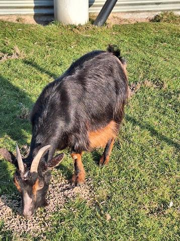 Zeer mooie black en tan mieke, Femelle, Chèvre, 3 à 5 ans
