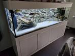 Aquarium 222 cm x 61 cm x 142 cm ( l x d x h), Dieren en Toebehoren, Vissen | Aquaria en Toebehoren, Ophalen, Gebruikt