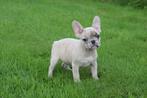Franse bulldog pups 💖💖💖, Dieren en Toebehoren, Honden | Bulldogs, Pinschers en Molossers, België, 15 weken tot 1 jaar, CDV (hondenziekte)