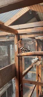 Hoppen 2025 koppel, Dieren en Toebehoren, Vogels | Overige Vogels, Geringd