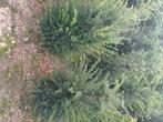 Taxus, Tuin en Terras, Planten | Struiken en Hagen, Ophalen, Taxus