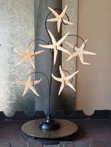 6 étoiles de mer décoratives sur support