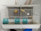 Couple de canaris, Animaux & Accessoires, Oiseaux | Canaris