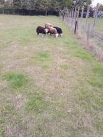 4 prachtige jonge Herdwick ooien, Dieren en Toebehoren, Schapen, Geiten en Varkens, Vrouwelijk, Schaap