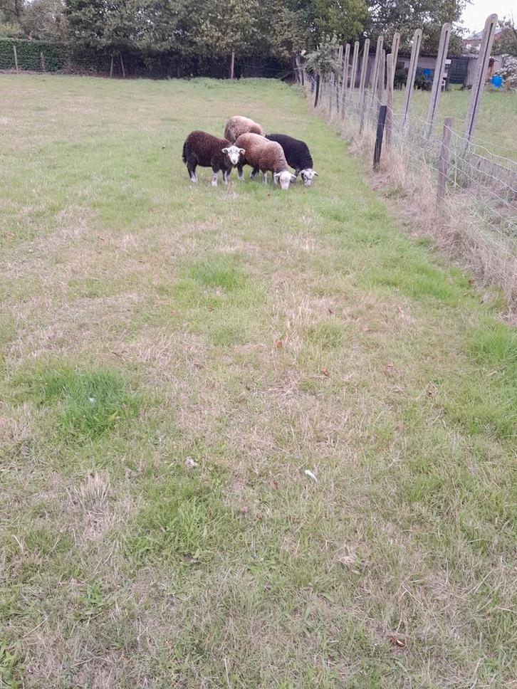 4 prachtige jonge Herdwick ooien, Dieren en Toebehoren, Schapen, Geiten en Varkens, Schaap, Vrouwelijk