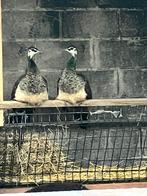 Pauwen vrouwelijk 2 stuks, Dieren en Toebehoren, Pluimvee, Vrouwelijk