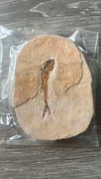 Fossiel Vis, Verzamelen, Mineralen en Fossielen, Ophalen of Verzenden, Fossiel