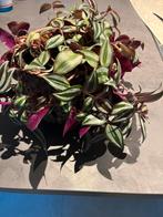Tradescantia, vaderplant, zonder buitenpot 6,00€, Ophalen, Zo goed als nieuw