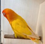 Fischerie lutino roodoog pop ( 2022) bewezen, Dieren en Toebehoren, Vogels | Parkieten en Papegaaien, Vrouwelijk, Dwergpapegaai of Agapornis
