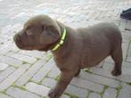 Chocolade labrador pups, Dieren en Toebehoren, België, CDV (hondenziekte), 8 tot 15 weken, Labrador retriever