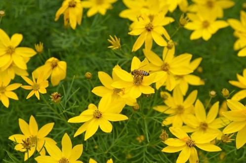 Coreopsis verticillata 'zagreb', (meisjesogen), Tuin en Terras, Planten | Tuinplanten, Vaste plant, Overige soorten, Volle zon